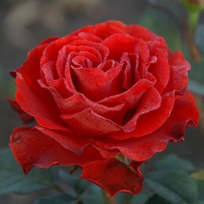 Роза эльторо фото и описание сорта