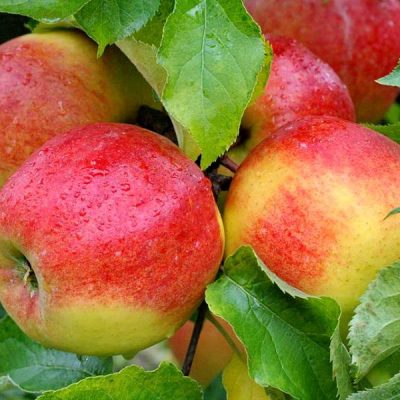 Яблоня Джаноголд купить саженцы оптом и в розницу, Крым Россия