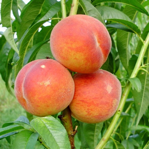 Купить саженцы персика оптом в Крыму