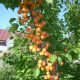Абрикос Голд колоновидный купить саженцы в Крыму