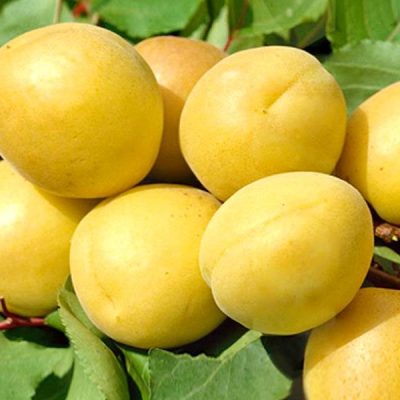 Абрикос Шалах купить саженцы абрикоса в Крыму, опт и розница