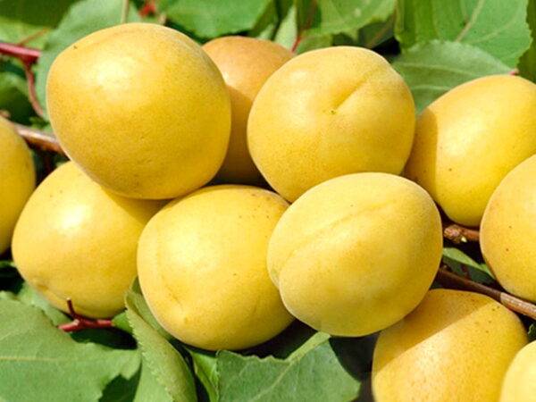 Абрикос Шалах купить саженцы абрикоса в Крыму, опт и розница