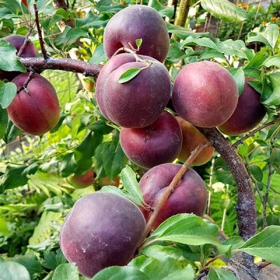 Абрикос Черный Принц саженцы продаются оптом и в розницу, Крым, Россия