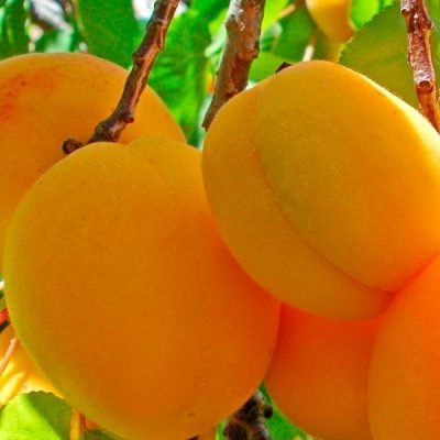 Абрикос Шедевр купить саженцы в Крыму, опт и розница, доставка Россия