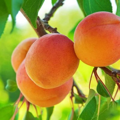 Абрикос Персиковый купить саженцы абрикоса по оптовым ценам и в розницу, доставка Россия
