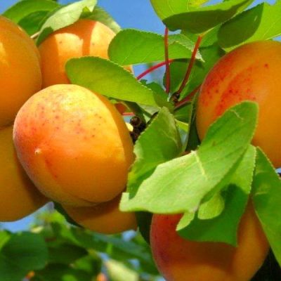 Абрикос Мелитопольский ранний купить саженцы абрикоса опт и розница в Крыму