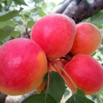 Абрикос Красень Киева саженцы купить в Крыму розница и опт, доставка Россия