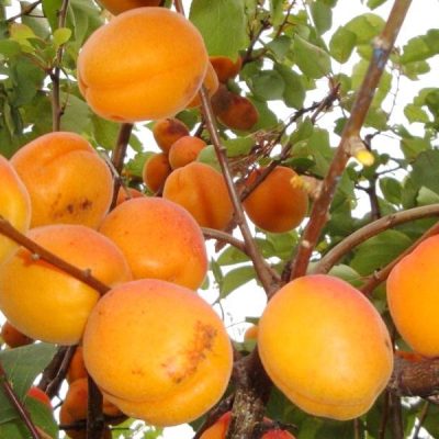 Абрикос Голдрич саженцы оптом и в розницу купить в Крыму с доставкой по России