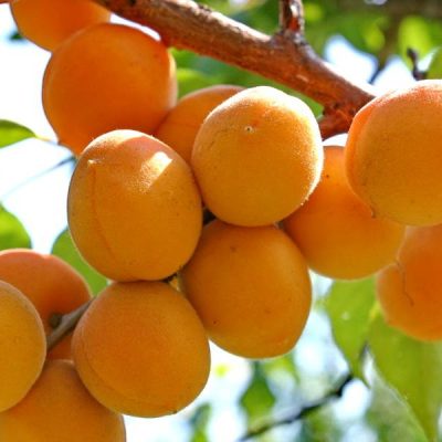 Абрикос Крупноплодный саженцы абрикоса опт и розница в Крыму