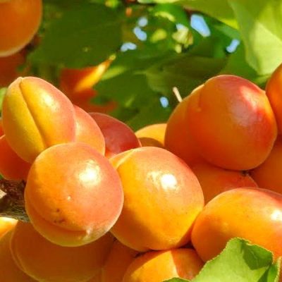 Абрикос Сирена купить саженцы опт и розница на саженцы абрикоса в Крыму