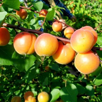 Абрикос Крымский Амур саженцы оптом и в розницу, купить в Крыму, доставка саженцев по России