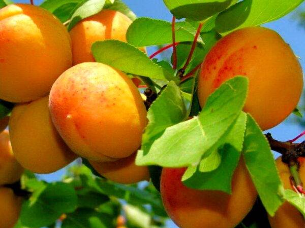 Абрикос Июньский ранний саженцы купить в Крыму, оптом и розница цена на саженцы абрикоса