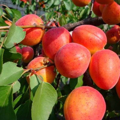 Абрикос Краснощекий саженцы купить в Крыму с доставкой по России, опт и розница
