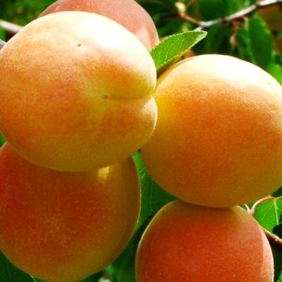 Абрикос Парнас купить саженцы в Крыму по оптовым ценам и в розницу