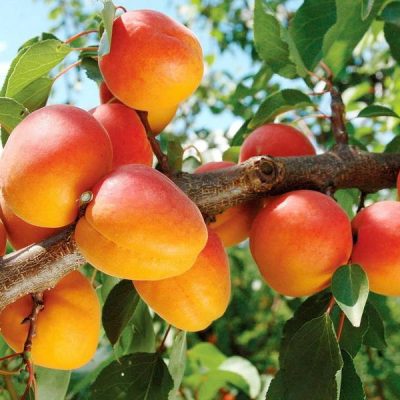 Абрикос Орфей саженцы купить в Крыму опт и розница, доставка саженцев в России