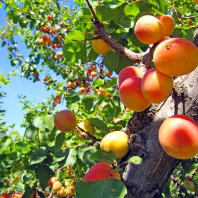 Абрикос Супериор купить саженцы оптом в Крыму, цены на саженцы