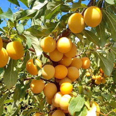 Алыча Гек купить саженцы в Крыму цены опт и розница