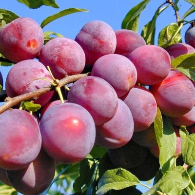 Алыча Найдена купить в Крыму саженцы в розницу и оптовые цены