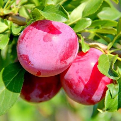 Алыча Обильная купить саженцы оптом и в розницу, Крым, Россия доставка