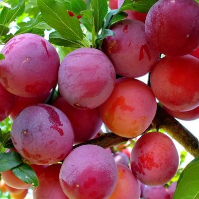 Алыча Рубиновая купить саженцы Крым, доставка Россия, цена опт и розница