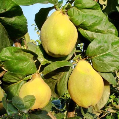 Айва Грушевидная купить саженцы оптом в Крыму, опт и розница цены выгодные