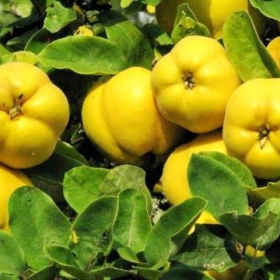 Айва Урожайная Кубанская саженцы оптом и в розницу купить в Крыму с доставкой по России