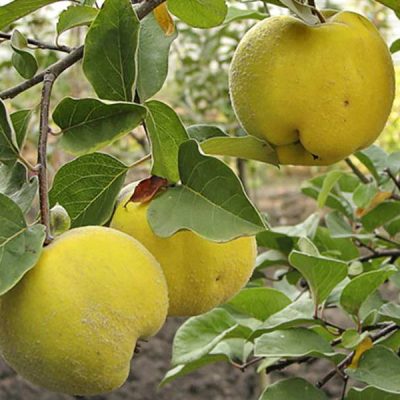 Айва Отличница купить саженцы оптом в Крыму, розница цены выгодные на все саженцы