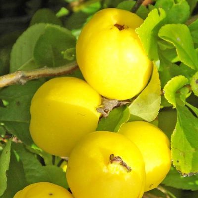 Айва Сочная саженцы купить в Крыму цена опт и розница