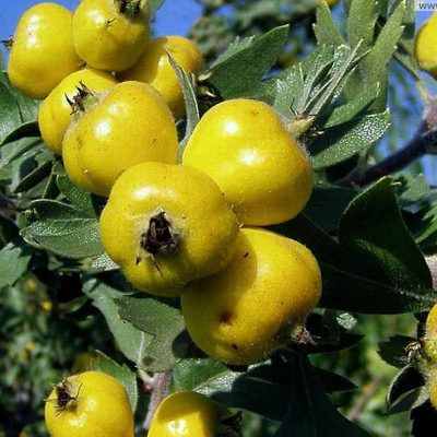 Боярышник Поярковый купить саженцы в Крыму цены опт и розница