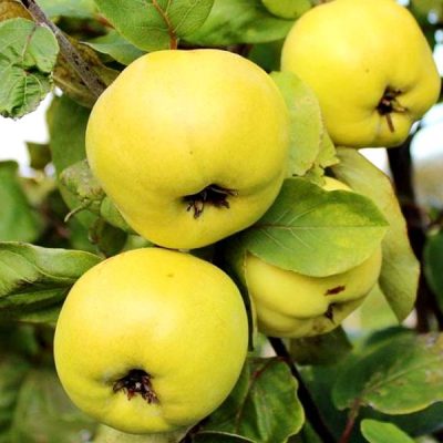 Айва Яблочная купить саженцы оптом и в розницы по Крыму доставка по России