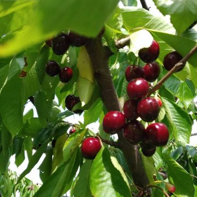 Черешня Винка купить саженцы в Крыму недорого