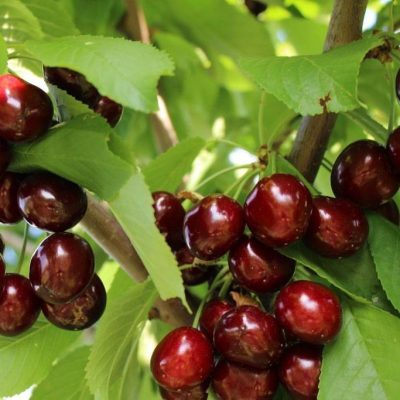 Черешня Аннушка продажа саженцев с питомника недорого