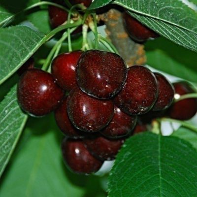 Черешня Биг Стар купить саженцы в Крыму недорого