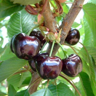 Черешня Бурлат купить саженцы в Крыму цены