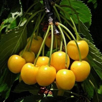 Черешня Дачница купить саженцы цена недорого Крым