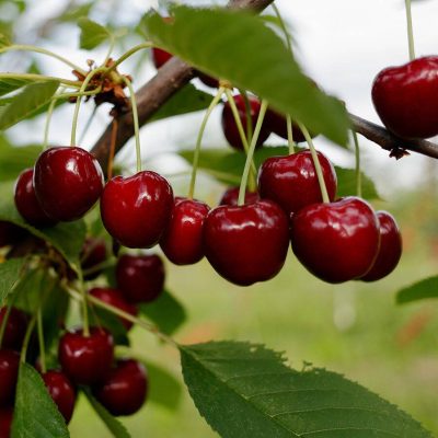 Черешня Дилема