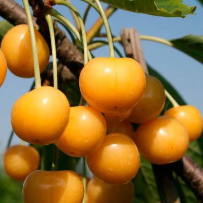 Черешня Дрогана продажа саженцев недорого Крым