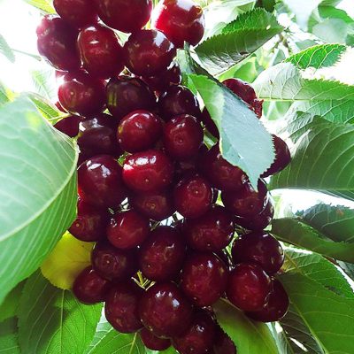 Черешня Джорджия купить саженцы в Крыму недорого