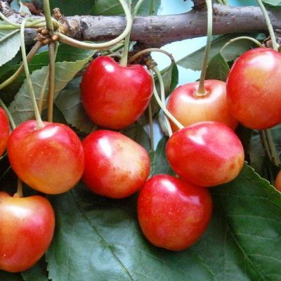 Черешня Генеральская купить саженцы в Крыму