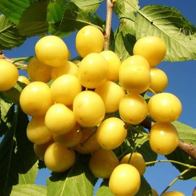 Черешня Голд Сам купить саженцы в Крыму