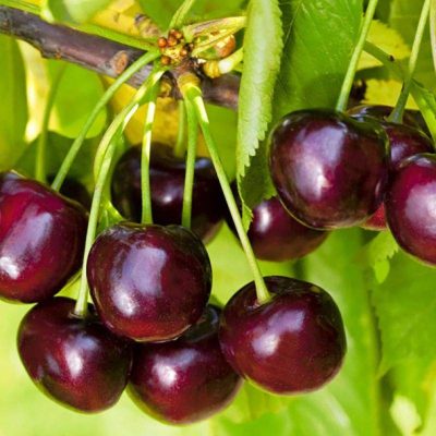 Черешня Ипуть купить саженцы в Крыму недорого