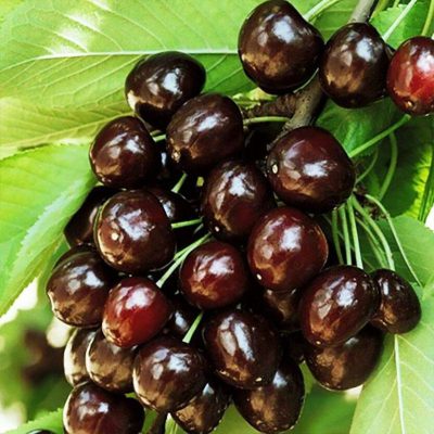 Черешня Кордия купить саженцы цена Крым