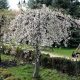 Черешня плакучая купить саженцы в Крыму