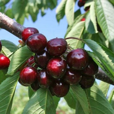 Черешня Ревеншон купить саженцы цена Крым