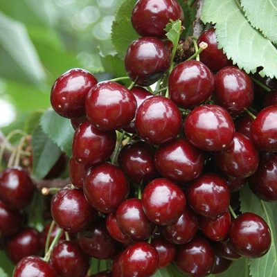 Черешня Скина купить саженцы в Крыму