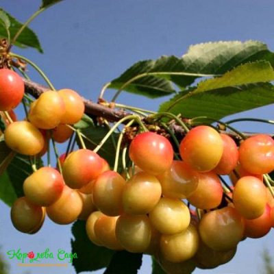 Черешня Солнечный Шар купить саженцы в Крыму