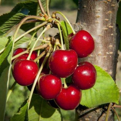 Черешня Свитхарт купить саженцы в Крыму