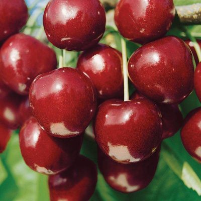 Черешня Тавричанка купить саженцы в Крыму