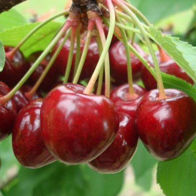 Черешня Василиса купить саженцы в Крыму недорого