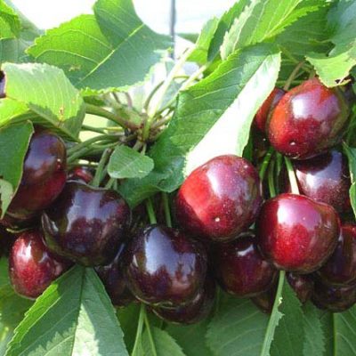 Черешня Земфира купить недорого саженцы в Крыму
